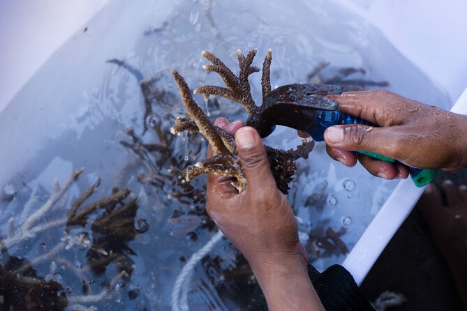 Reef Rehabilitation Course and Snorkeling - Team instruction and why small groups matter