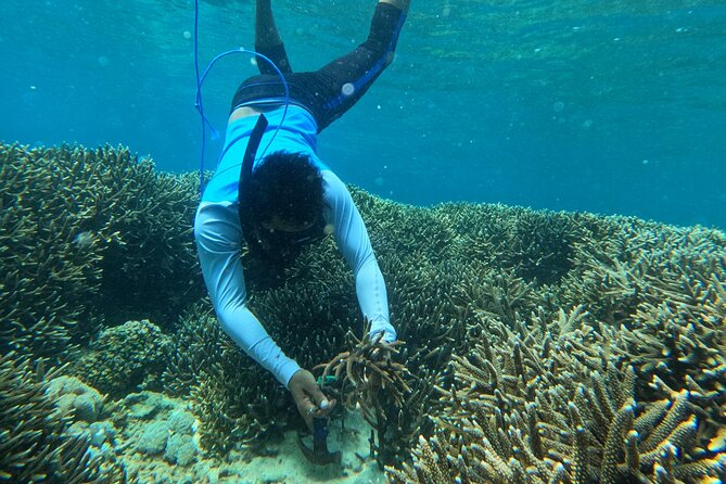 Reef Rehabilitation Course and Snorkeling - Price check: $62.61 and why it feels fair for the impact
