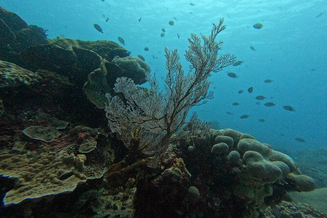 Reef Rehabilitation Course and Snorkeling - Who this reef rehab course is best for