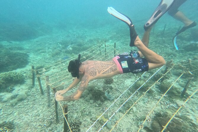 Reef Rehabilitation Course and Snorkeling - The 6-hour flow: from coral lessons to planting 70 corals