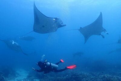 Scuba Diving In Nusa Penida - Key takeaways before your Nusa Penida water day