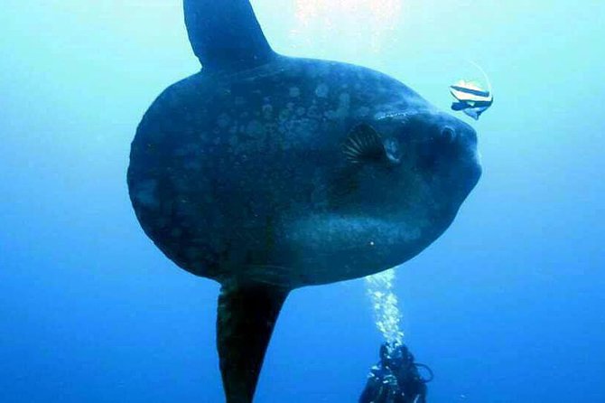 Scuba Diving in Nusa Penida - Manta Point - How small-group guiding helps your safety and enjoyment