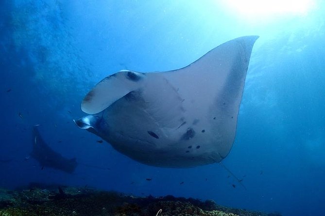 Scuba Diving in Nusa Penida - Manta Point - Manta Point: what you’re actually paying for