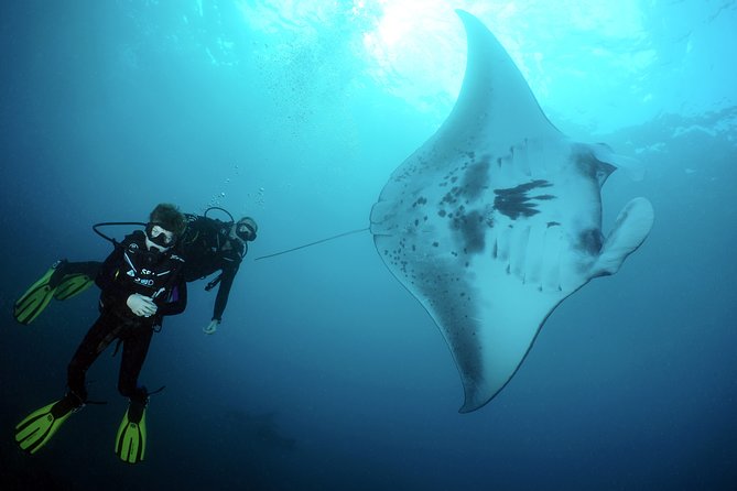 Scuba Diving Nusa Penida Manta Point 3 dives for certified divers - Why Nusa Penida and Lembongan hit different for SCUBA days