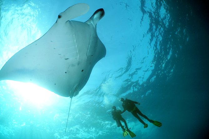 Scuba Diving Nusa Penida Manta Point 3 dives for certified divers - Manta Point first: what you’re likely to see and what to expect underwater