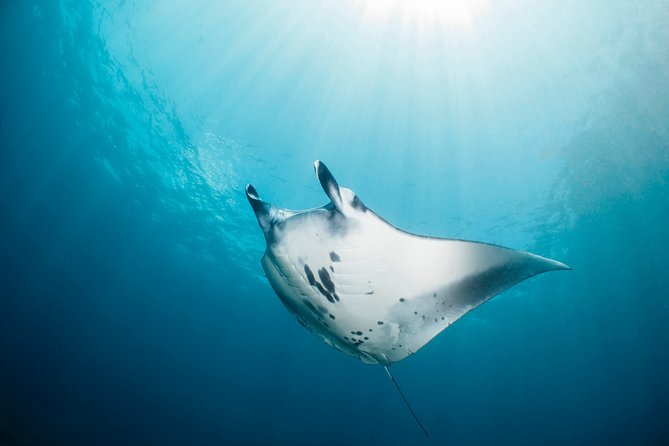 Scuba Diving Nusa Penida Manta Point 3 dives for certified divers - Crystal Bay and other Penida sites: mola-mola chances and big-life energy