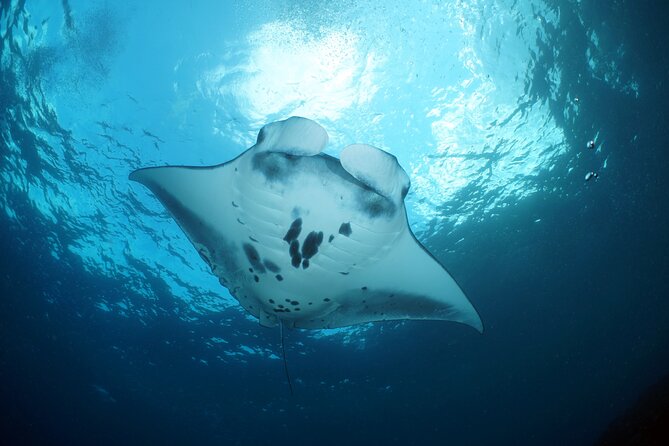 Scuba Diving Nusa Penida Manta Point 3 dives for certified divers - Nusa Lembongan’s drift-style route: corals, currents, and calmer focus