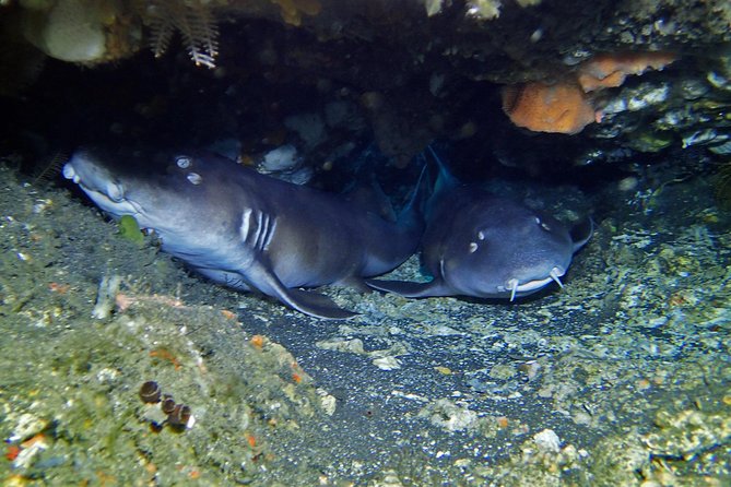 Scuba Diving Nusa Penida Manta Point 3 dives for certified divers - Safety-first operations: small ratios, modern gear, and named support