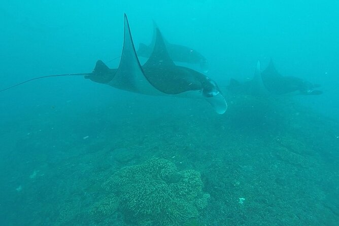 Scuba Diving Nusa Penida Manta Point 3 dives for certified divers - What you’re really paying for at $233: value check, equipment question, and the hidden wins