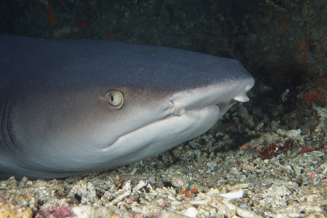 Scuba Diving Padangbai Shark Point 2 dives for certified divers - Key points to know before you go
