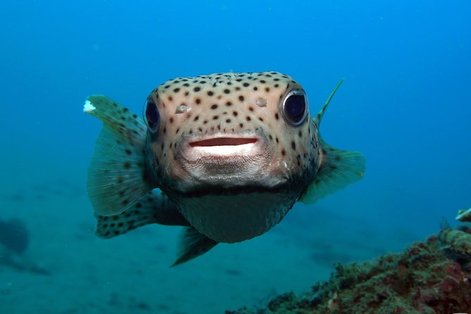 Scuba Diving Padangbai Shark Point 2 dives for certified divers - Why Padangbai works so well for a single-day scuba plan