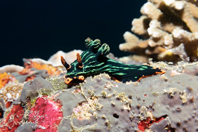 Scuba Diving Padangbai Shark Point 2 dives for certified divers - Blue Lagoon: where the weird critters and macro life come to play