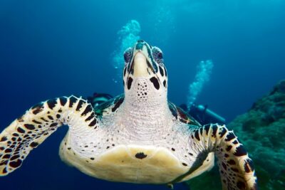 Scuba Diving Padangbai Shark Point 2 dives for certified divers - Shark Point: the site for reef sharks and turtles