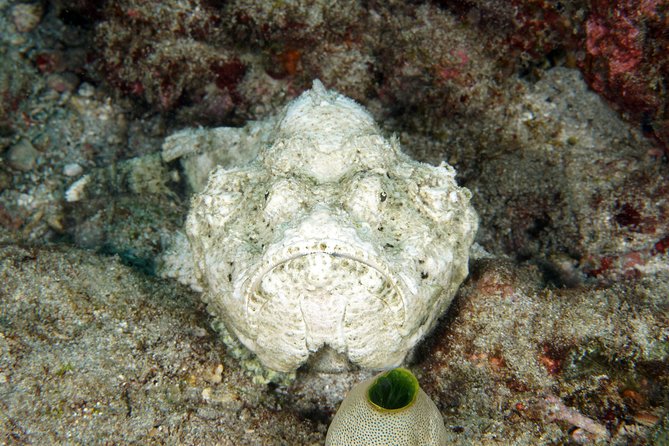 Scuba Diving Padangbai Shark Point 2 dives for certified divers - The day schedule and what you’ll feel at each stage