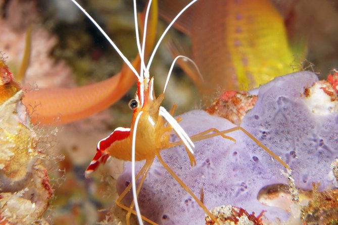 Scuba Diving Padangbai Shark Point 2 dives for certified divers - Price and value: is $158 a good deal for two sessions?