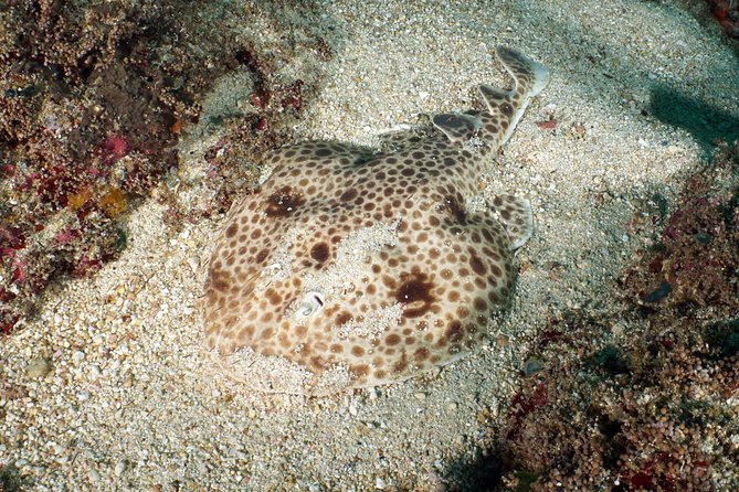 Scuba Diving Padangbai Shark Point 2 dives for certified divers - Who should book this Padangbai Shark Point and Blue Lagoon day trip