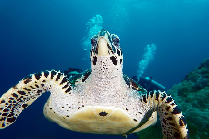 Scuba Diving Padangbai Shark Point 2 dives for certified divers - Shark Point: the site for reef sharks and turtles