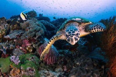 Snorkeling 4 Spot With Manta Bay Or Optional Land Trip - Stop 1 — Manta Bay at Manta Fish Snorkeling: Chasing the Rays Without Stress