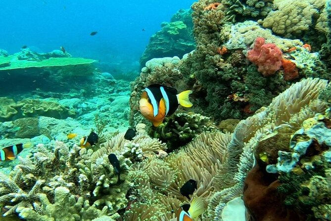 Snorkeling 4 Spot With Manta Bay Or Optional Land Trip - Stop 3 — Wall Point: Where the Water’s Shape Changes the Experience
