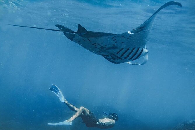Snorkeling adventure to the manta ray habitat in Nusa Penida - Key highlights worth getting excited about