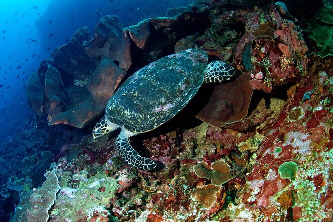 Snorkeling Adventure with East Nusa Penida Tour All Inclusive - The 6:30am Sanur start: smoother crossings, less waiting around