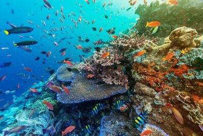 Snorkeling Adventure with East Nusa Penida Tour All Inclusive - Fast-boat ride from Bali to Nusa Penida: quick, but don’t ignore motion sickness