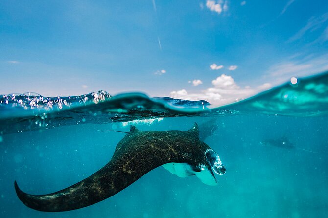Snorkeling and Freediving Trip around Nusa Penida - Key Things I’d Watch Before You Go