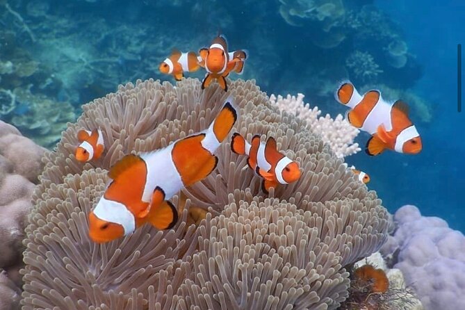 Snorkeling At Blue lagoon And Hidden waterfall - Who should book this Bali day tour (and who might skip it)