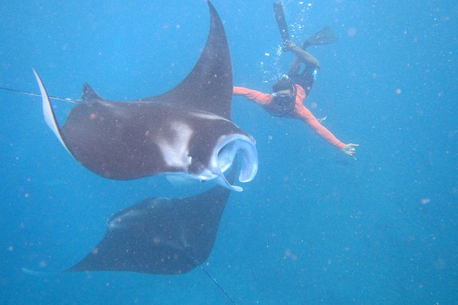 Snorkeling Day Trip To Lembongan and Penida - Key things I’d bank on before you go
