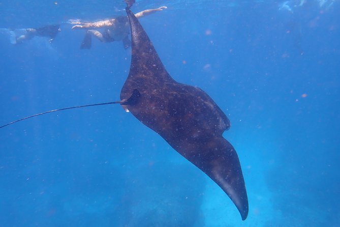 Snorkeling Day Trip To Lembongan and Penida - Snorkeling Between Lembongan and Penida: What the Day Really Feels Like
