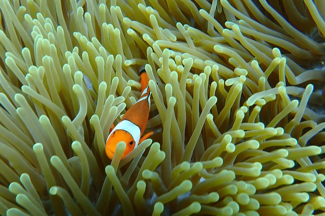 Snorkeling Day Trip To Lembongan and Penida - Lembongan Base: Snacks, Gear Fitting, Lunch, and Showers