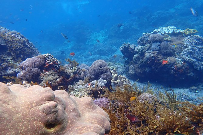 Snorkeling Day Trip To Lembongan and Penida - Mangrove Point Kayaking: The Quiet Win at the End