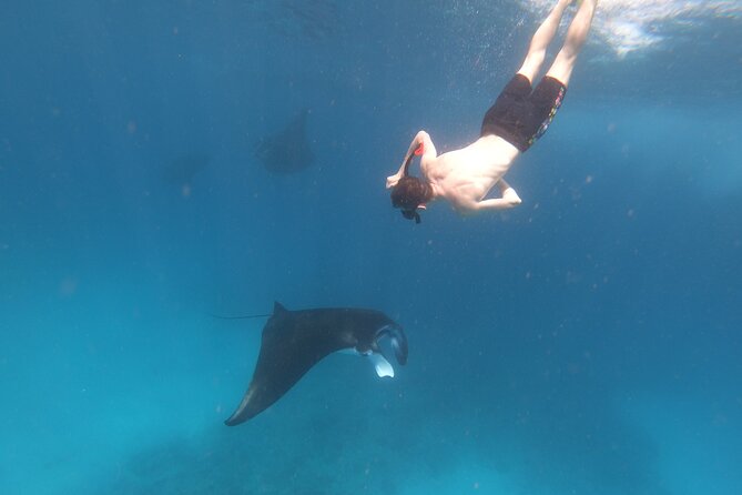 Snorkeling Day Trip to Nusa Lembongan and Nusa Penida - Stop 2 on Nusa Penida: Manta Bay priority and big-animal odds