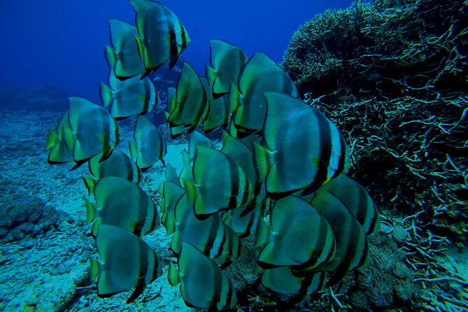 Snorkeling Day Trip to Nusa Lembongan and Nusa Penida - Gear, guides, and the photo/video add-on that turns memories into something you keep