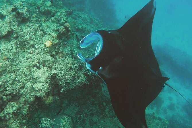 Snorkeling In Nusa Penida Departing From Bali Island - Seminyak to Sanur to the water: why the timing matters