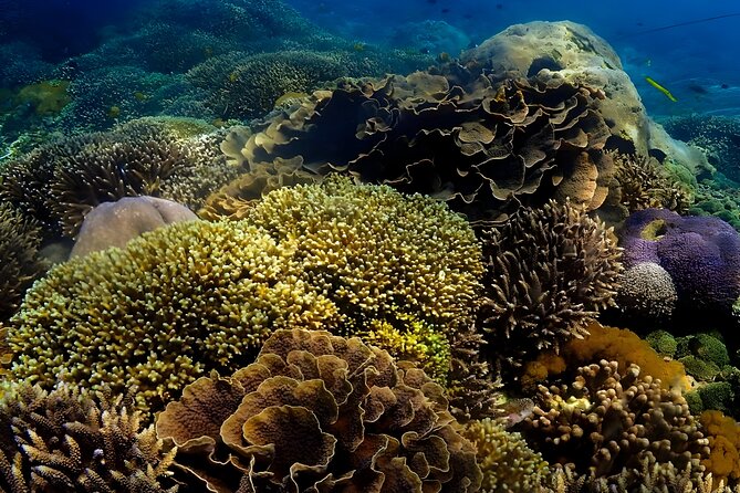 Snorkeling In Nusa Penida Departing From Bali Island - Snorkeling stops on Nusa Penida: where you’ll spend your time