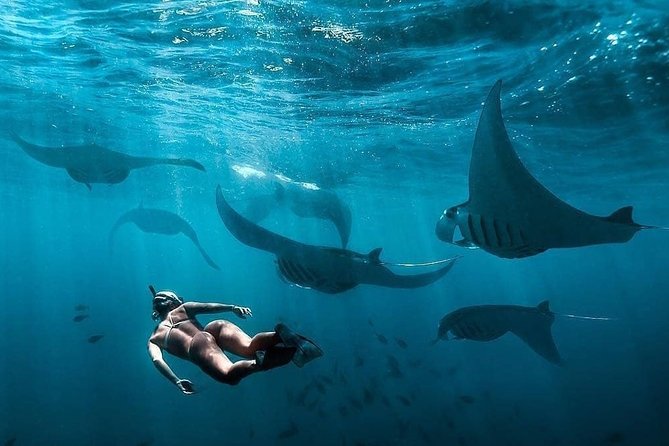 Snorkeling Manta Ray Safari in Nusa Penida - Price and Value: Is $15.28 Worth It?