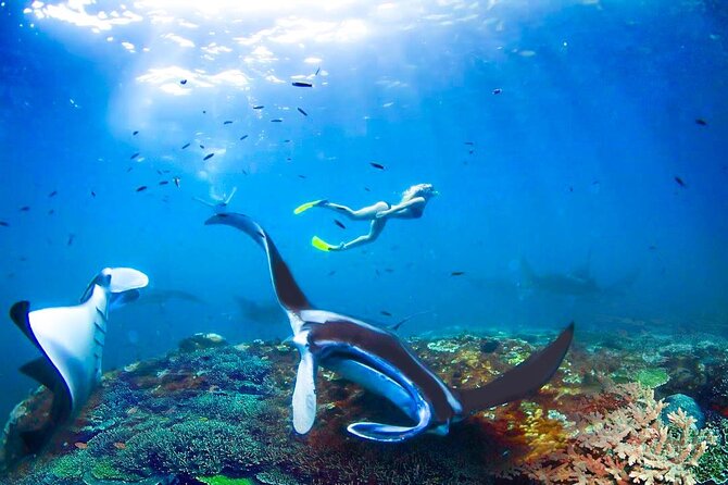 Snorkeling Manta Ray Safari in Nusa Penida - What’s Included: Gear, Towel, Water, and Underwater Photos