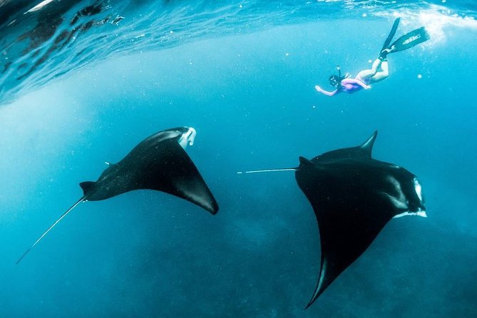 Snorkeling Manta Ray Safari in Nusa Penida - The Snorkel Game Plan: Four Penida Stops (and Why Each One Matters)