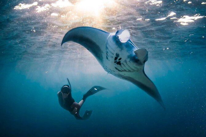 Snorkeling Manta Ray Safari in Nusa Penida - Boat Time, Group Size, and The Reality of Manta Rush Moments