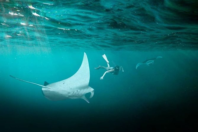 Snorkeling Manta Ray Safari in Nusa Penida - Wildlife Respect: How to Make Your Manta Moment Better (and Safer)