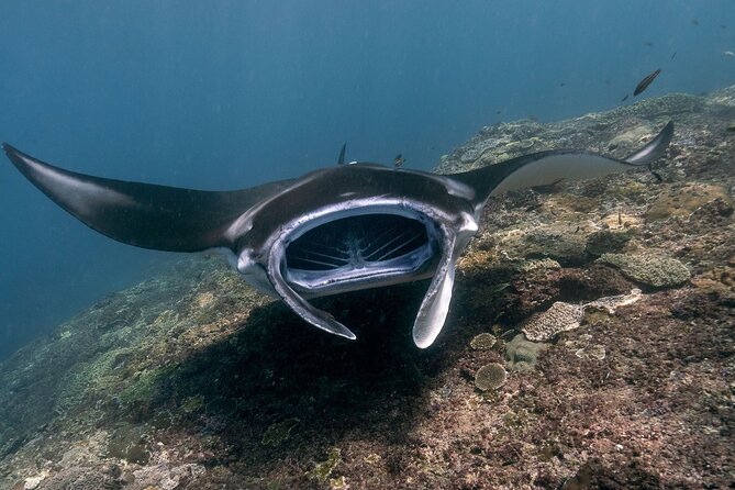 Snorkeling Manta Rays, Land Tour Tembeling Pool & Kelingking - Key highlights before you go