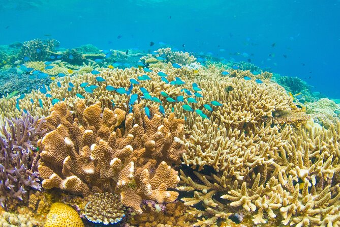 Snorkeling Manta Rays, Land Tour Tembeling Pool & Kelingking - Tembeling Pool and Forest: Swim in a Natural Jungle Setting