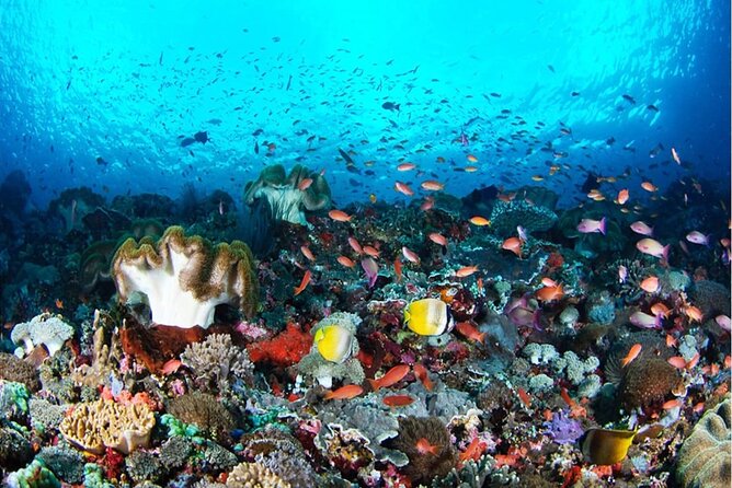 Snorkeling Nusa Penida and Island Tour Package - Key things to know before you book