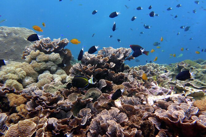 Snorkeling Nusa Penida and Island Tour Package - The fast-boat morning from Seminyak that gets you to Nusa Penida early