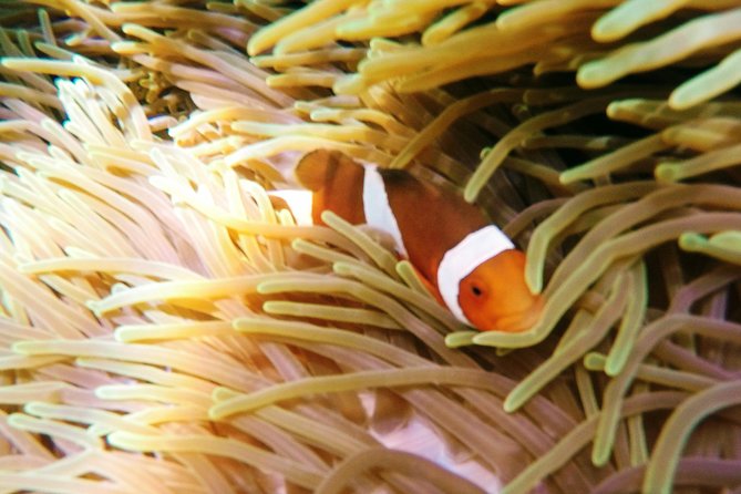 Snorkeling Package at Padang Bai Blue Lagoon - Morning Pickup and the Sanur-to-Padangbai Route