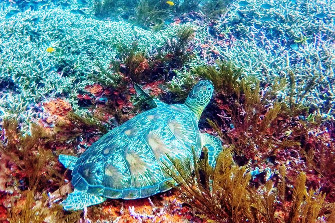 Snorkeling Package at Padang Bai Blue Lagoon - Gear Check + Guide Support Before You Hit the Water