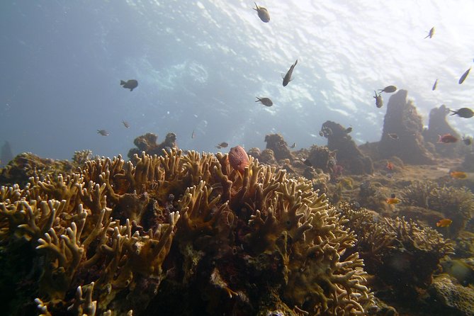 Snorkeling Package at Tulamben Liberty Shipwreck - Why the USS Liberty Wreck Turns a Snorkel Into a Story