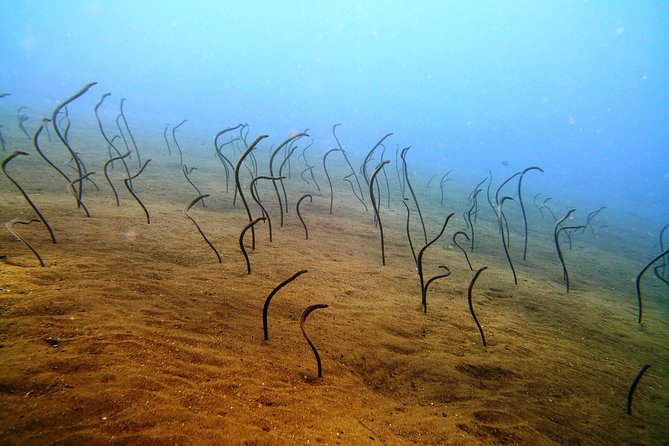 Snorkeling Package at Tulamben Liberty Shipwreck - Stop 2: Second Snorkel Session (Your Second Look, Not a Repeat)