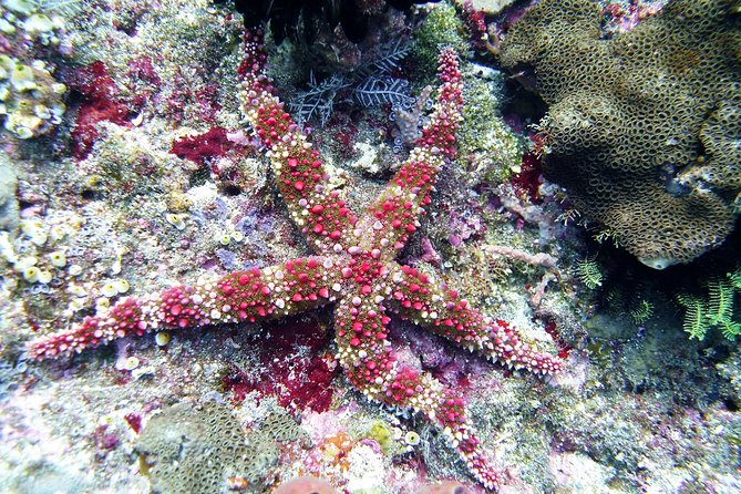 Snorkeling Package at Tulamben Liberty Shipwreck - How the Guide Experience Feels in Real Life